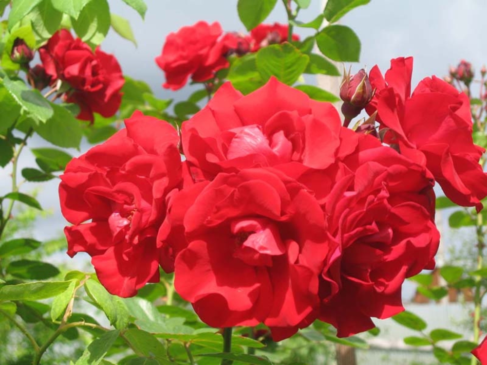 Роза плетистая Сантана (Rosa 'Santana')