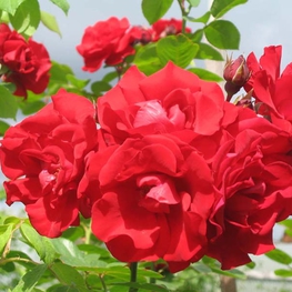 Роза плетистая Сантана (Rosa 'Santana')