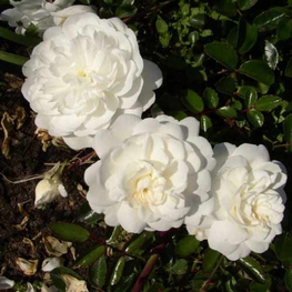 Роза почвопокровная Двоф Вайт (Rosa 'Dwarf White')
