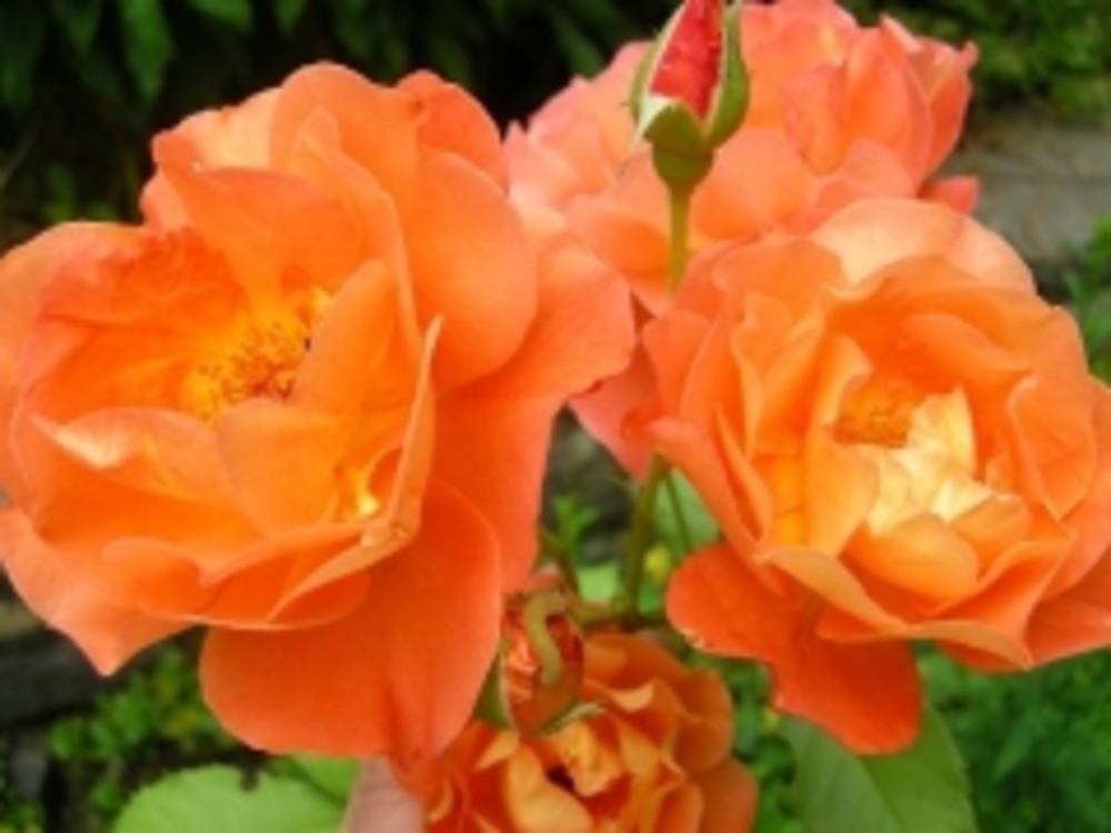 Роза почвопокровная Миниатюра Ориндж (Rosa 'Miniature Orange')