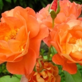 Роза почвопокровная Миниатюра Ориндж (Rosa 'Miniature Orange')