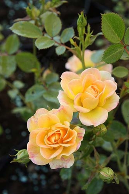 Роза почвопокровная Йеллоу Фэйри (Rosa 'Yellow Fairy')