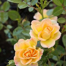 Роза почвопокровная Йеллоу Фэйри (Rosa 'Yellow Fairy')