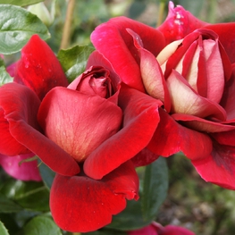 Роза чайно-гибридная Кроненбург (Rosa 'Kronenbourg')