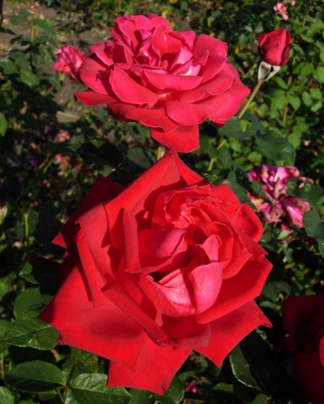 Роза чайно-гибридная Дам де Кер (Rosa 'Dame de Coeur')