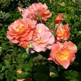 Роза парковая Вестерленд (Rosa 'Westerland')