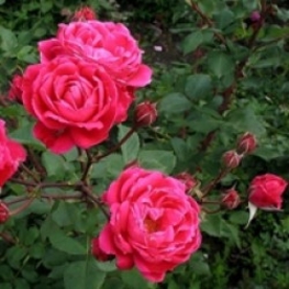 Роза канадская парковая Аделаида Худлес