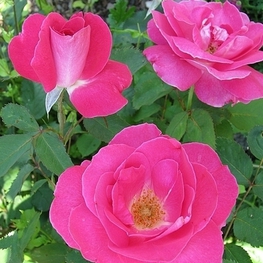 Роза канадская парковая Виннипег Паркс (Rosa 'Winnipeg Parks')