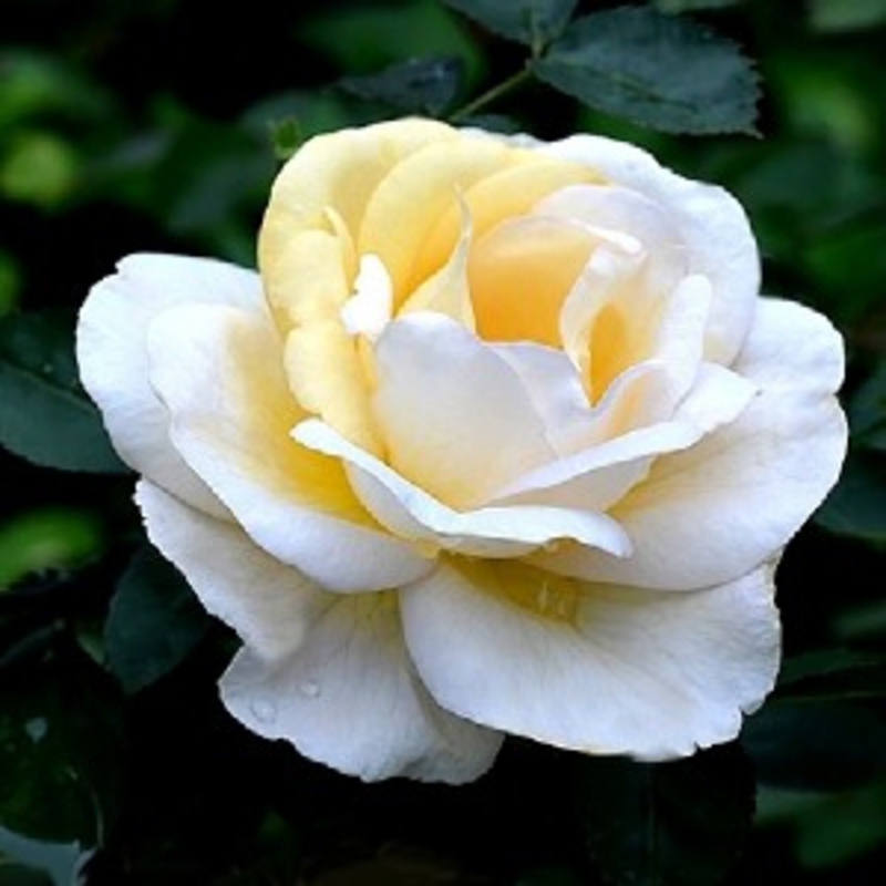 Роза канадская парковая Ж.П. Коннел (Rosa 'J.P. Connell')