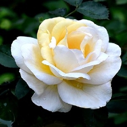 Роза канадская парковая Ж.П. Коннел (Rosa 'J.P. Connell')