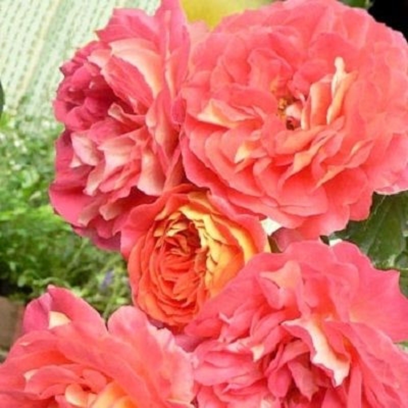 Роза флорибунда Анимо (Rosa 'Animo')