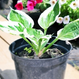 Хоста Патриот (Hosta 'Patriot')