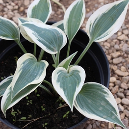 Хоста Блю Айвори (Hosta 'Blue Ivory')