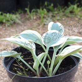 Хоста Блю Айвори (Hosta 'Blue Ivory')