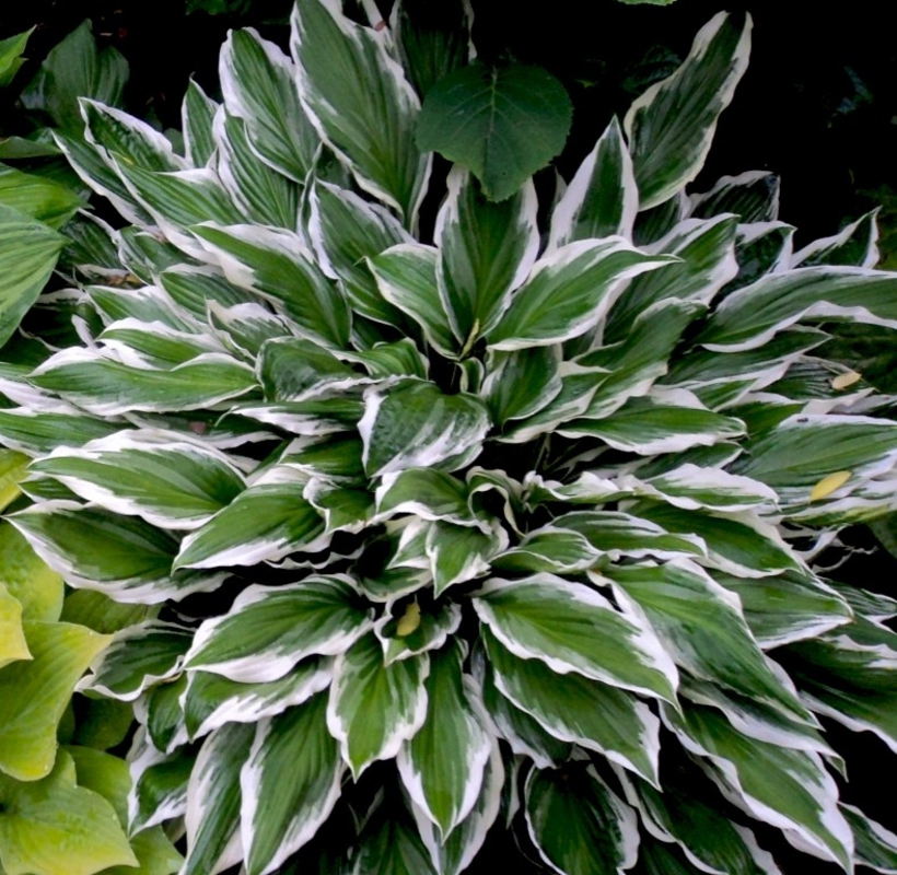 Хоста Альбомаргината (Hosta 'Albomarginata')