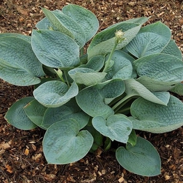 Хоста Биг Дэдди (Hosta 'Big Daddy')