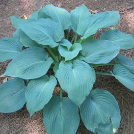 Хоста Блю Энджел (Hosta 'Blue Angel')
