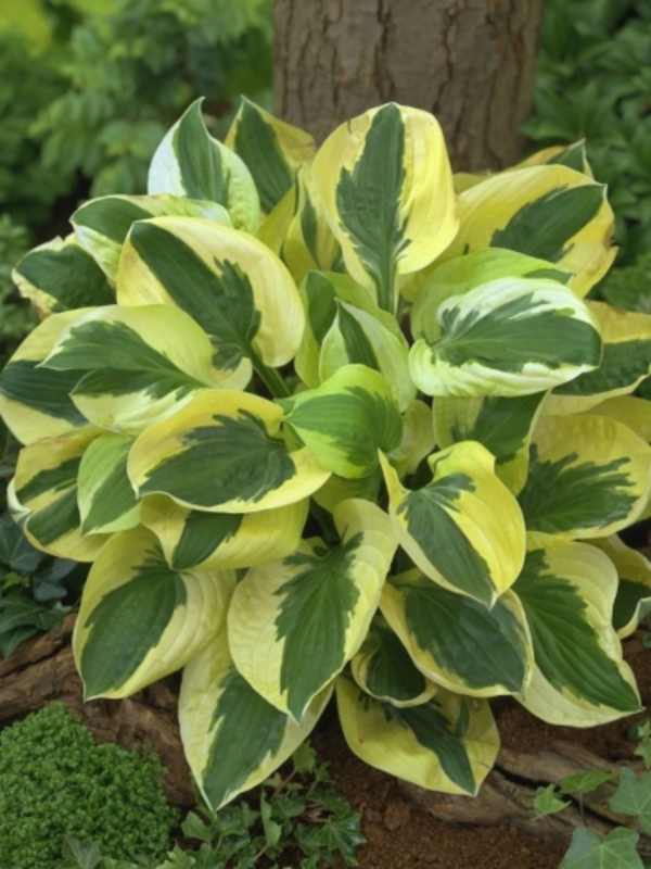 Хоста Брим Кап (Hosta 'Brim Cup')