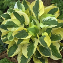 Хоста Брим Кап (Hosta 'Brim Cup')