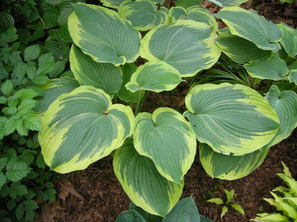 Хоста Эрс Энджел (Hosta 'Earth Angel')