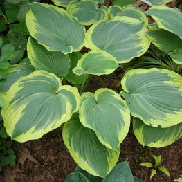 Хоста Эрс Энджел (Hosta 'Earth Angel')
