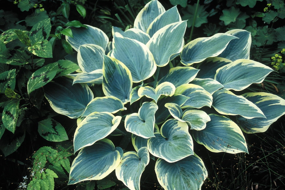 Хоста Ферст Фрост (Hosta 'First Frost')