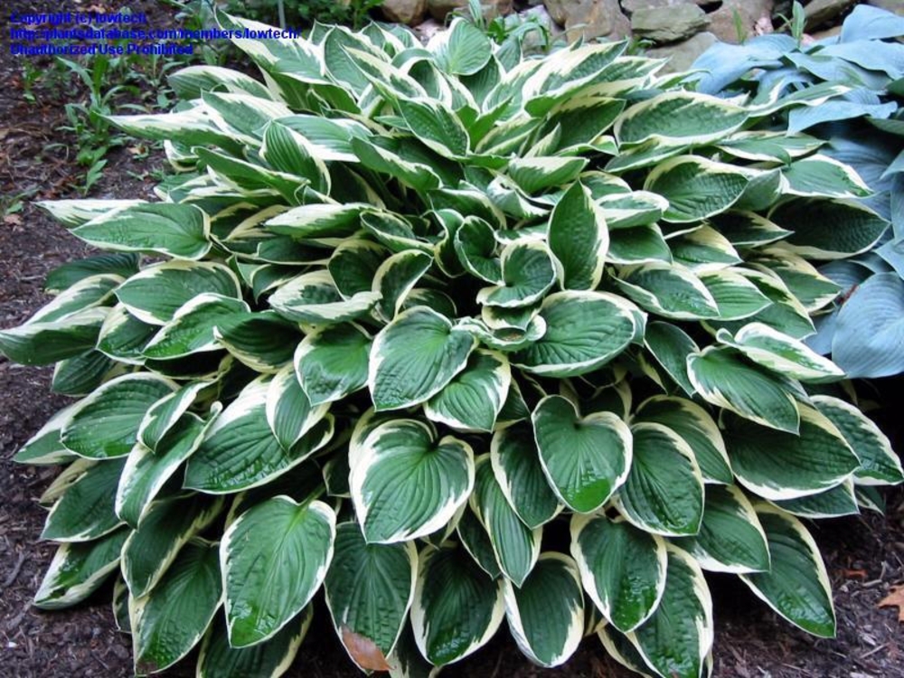 Хоста Фрэнси (Hosta 'Francee')