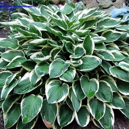 Хоста Фрэнси (Hosta 'Francee')