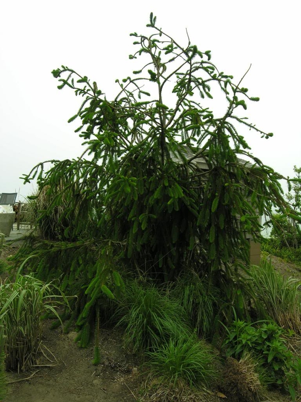 Ель обыкновенная Виргата (Picea abies 'Virgata') Змеевидная