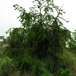 Ель обыкновенная Виргата (Picea abies 'Virgata') Змеевидная