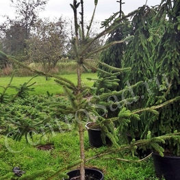 Ель обыкновенная Виргата (Picea abies 'Virgata') Змеевидная