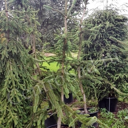 Ель обыкновенная Виргата (Picea abies 'Virgata') Змеевидная