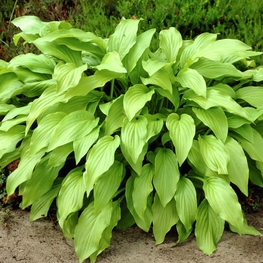 Хоста Ханибеллс (Hosta 'Honeybells')