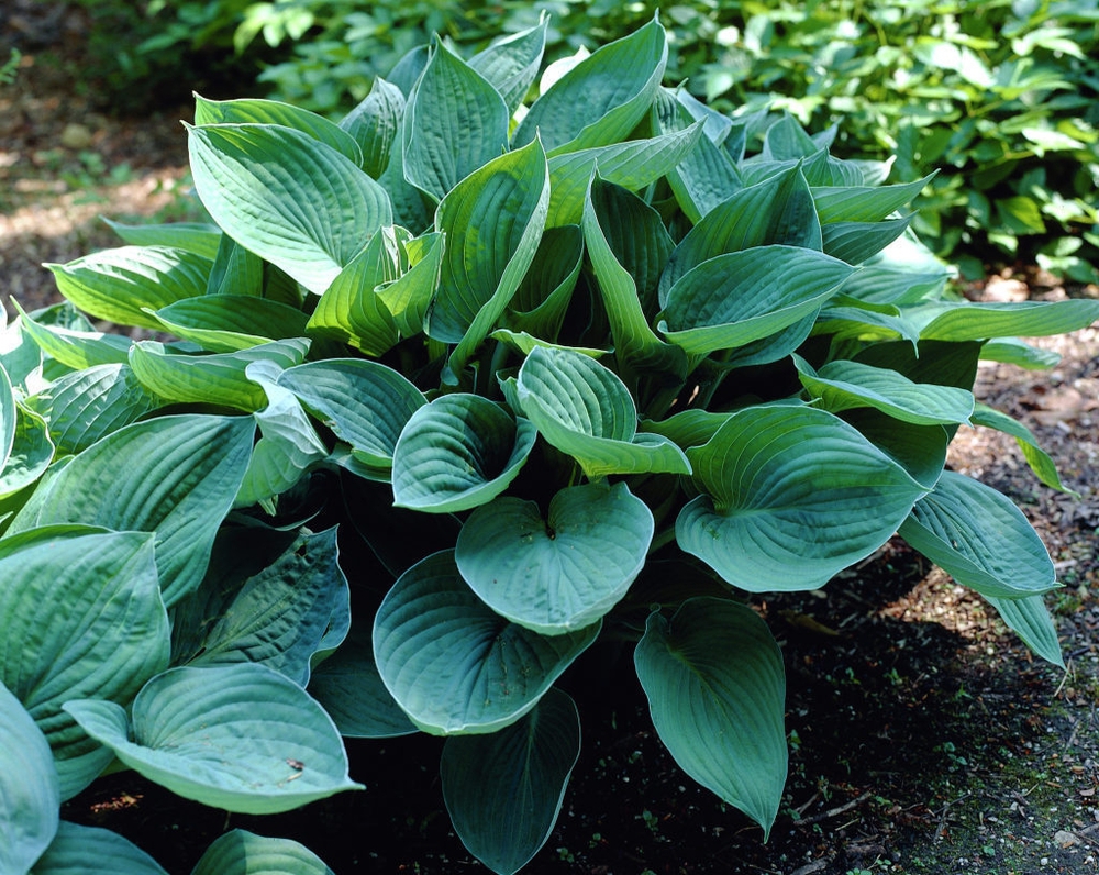 Хоста Гиацинтина (Hosta 'Hyacinthina')