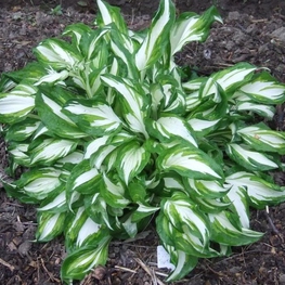 Хоста Медиовариегата (Hosta 'Mediovariegata')