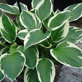 Хоста Минутмен (Hosta 'Minuteman')