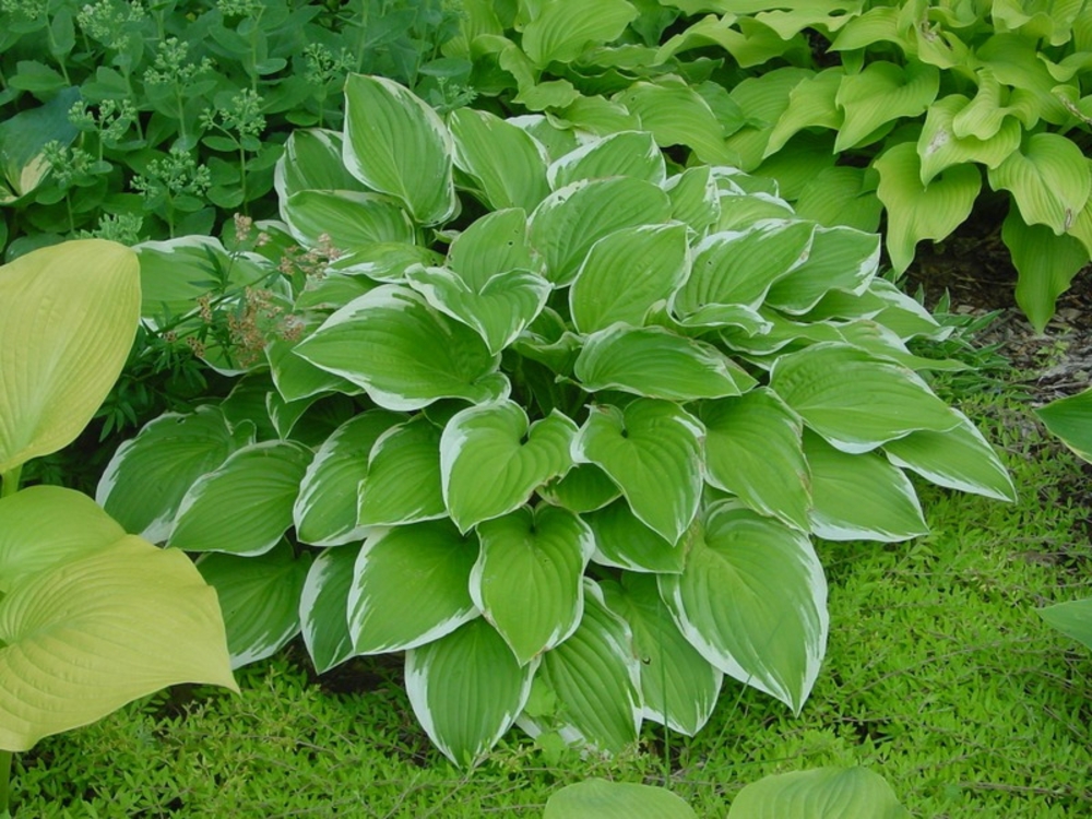 Хоста Ремемберд (Hosta 'Remembered')