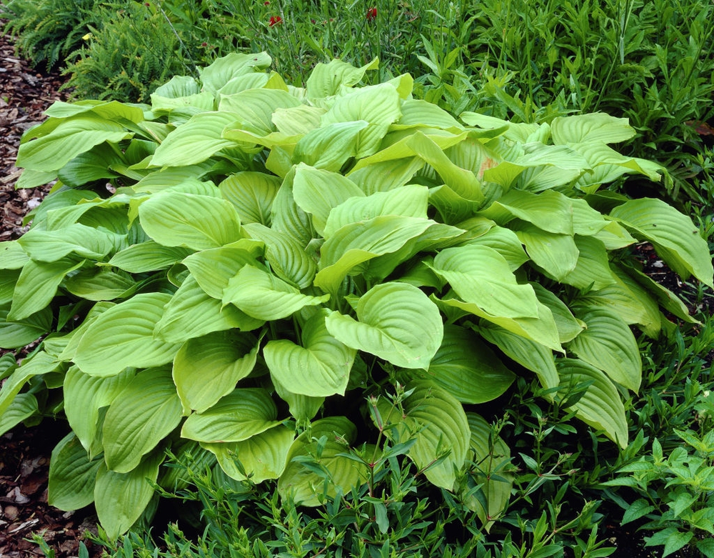Хоста Роял Стандарт (Hosta 'Royal Standard')