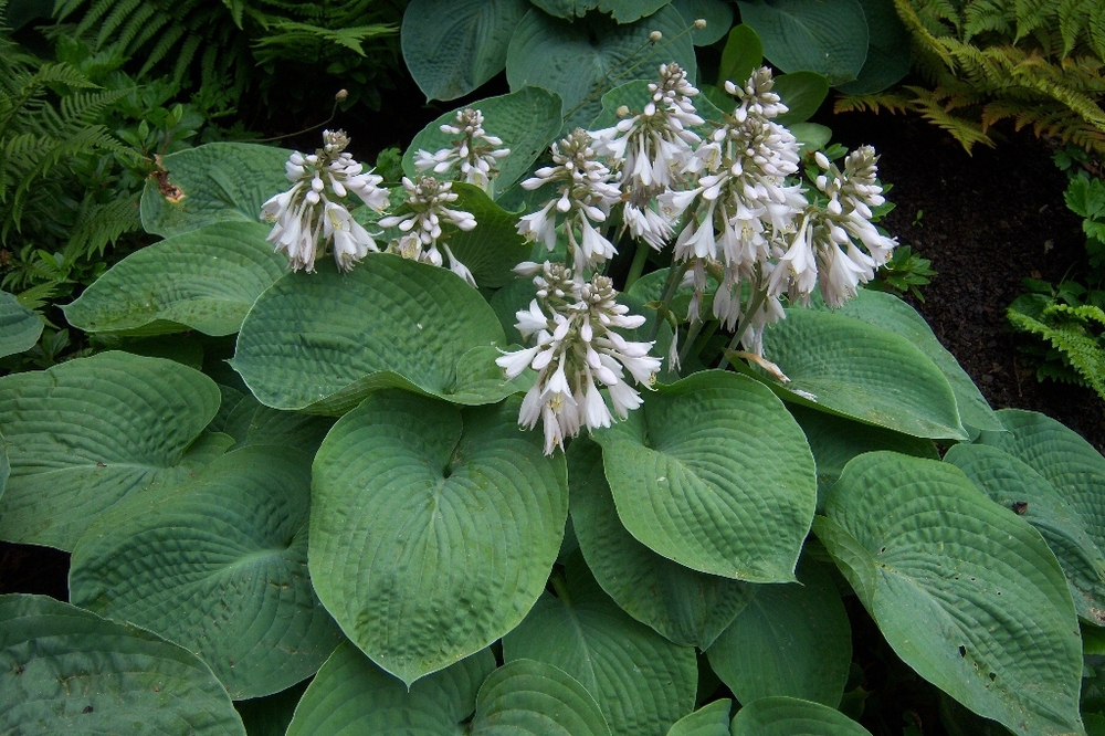 Хоста Зибольдиана (Hosta 'Sieboldiana')