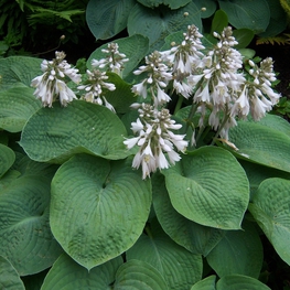 Хоста Зибольдиана (Hosta 'Sieboldiana')