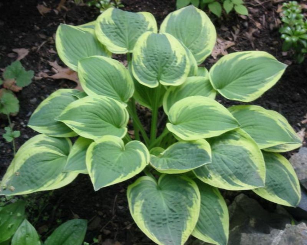 Хоста Уайд Брим (Hosta 'Wide Brim')