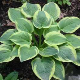 Хоста Уайд Брим (Hosta 'Wide Brim')
