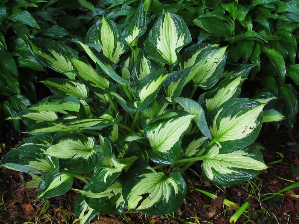 Хоста Уирлвинд (Hosta 'Whirlwind')