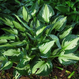 Хоста Уирлвинд (Hosta 'Whirlwind')