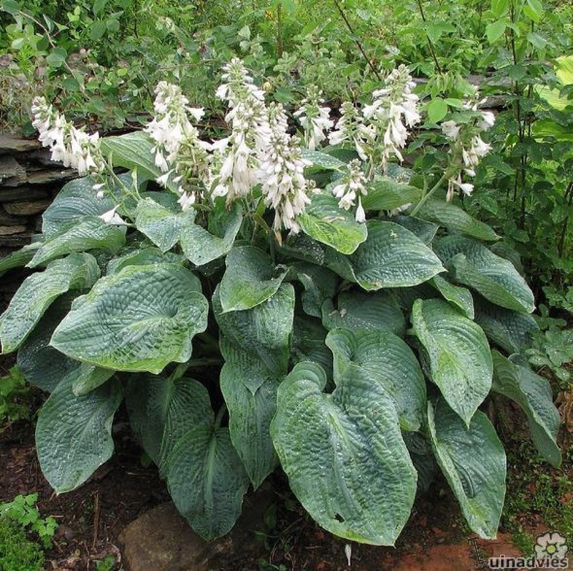 Хоста Зибольда Элеганс (Hosta sieboldiana 'Elegans')