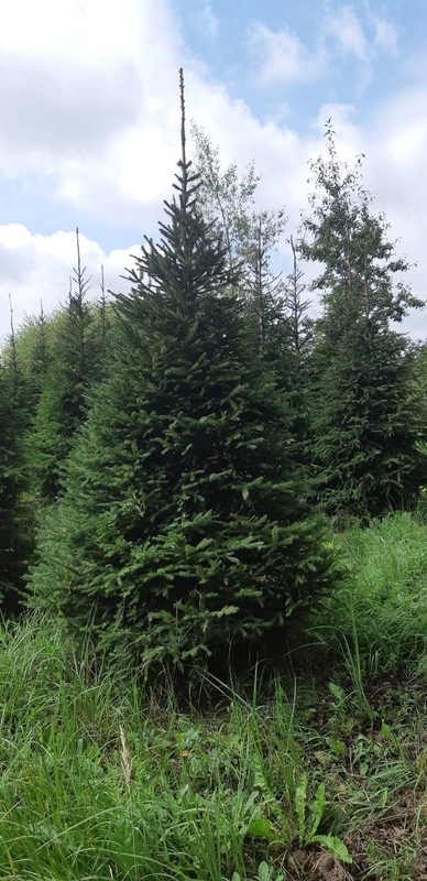 Ель обыкновенная (Picea abies) Extra