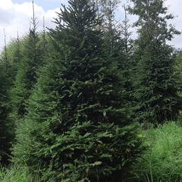 Ель обыкновенная (Picea abies) Extra