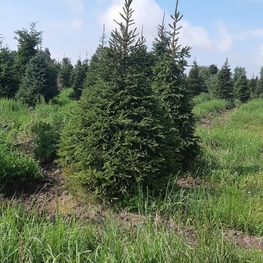 Ель обыкновенная (Picea abies) Extra