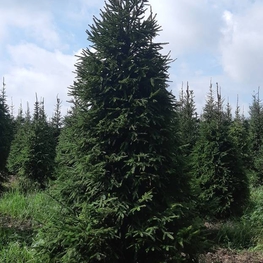 Ель обыкновенная (Picea abies) Extra
