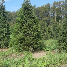 Ель обыкновенная (Picea abies) Extra